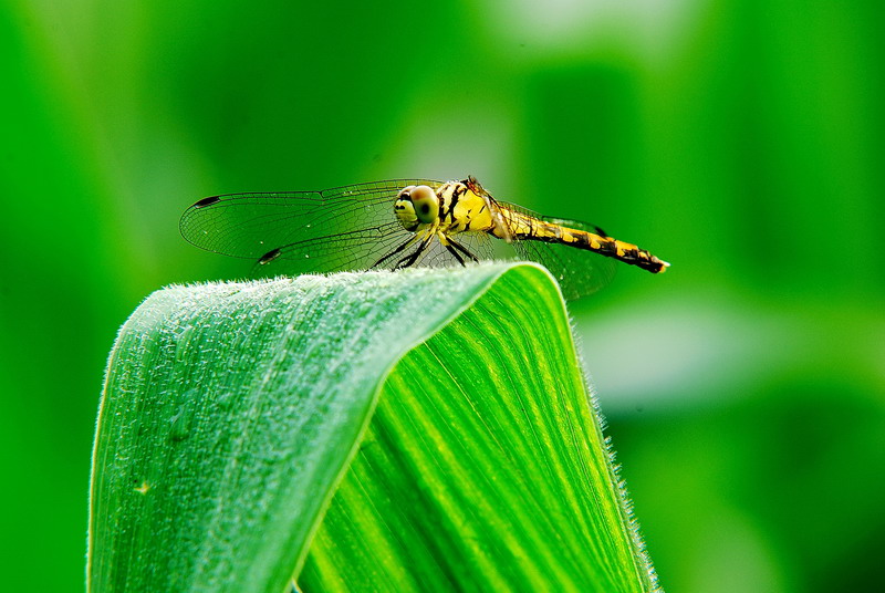 虫震江湖：昆虫的拍摄技巧