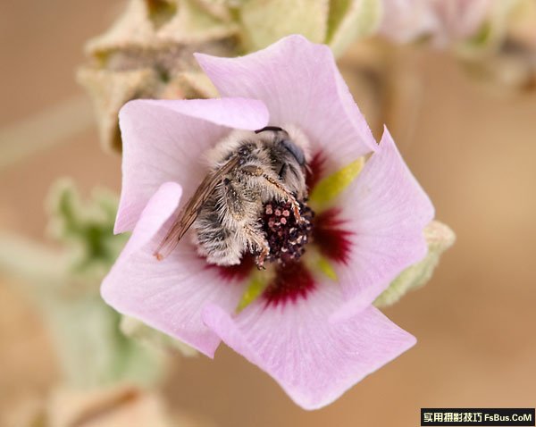 花卉上面昆虫的20个拍摄技巧