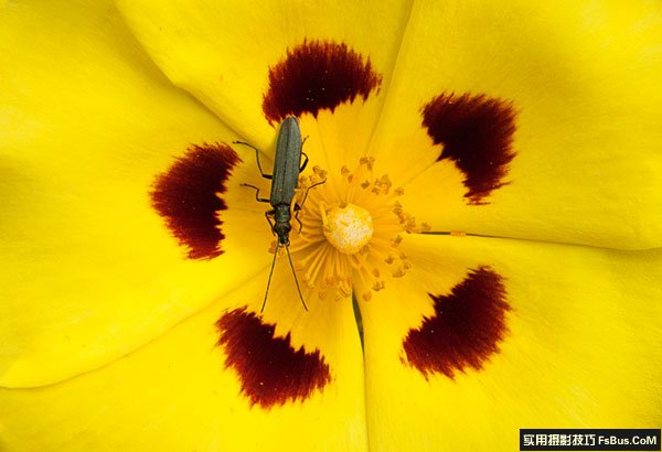 花卉上面昆虫的20个拍摄技巧