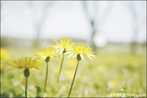 简单6招拍出不一样的花卉照片