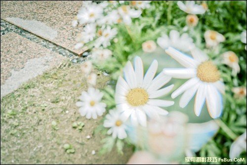 简单6招拍出不一样的花卉照片
