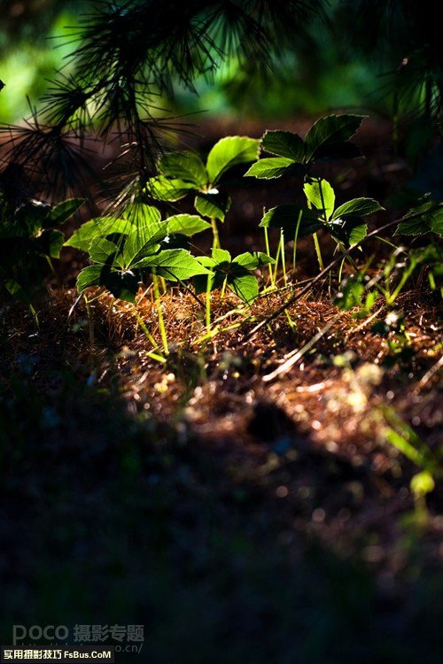 植物摄影简单4招化腐朽为神奇