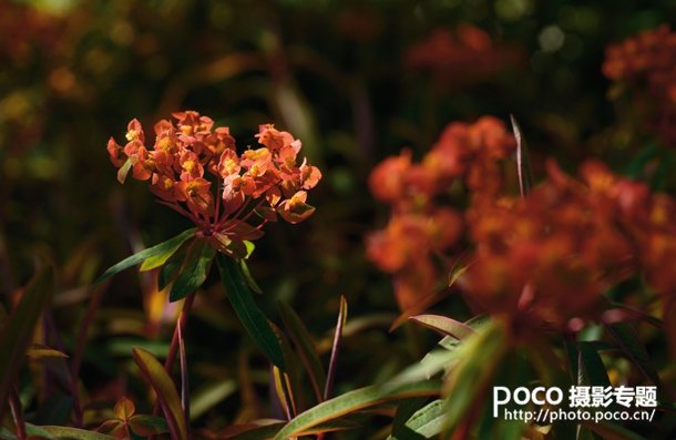 转移焦点拍微距花卉 混合图层制作创意照片