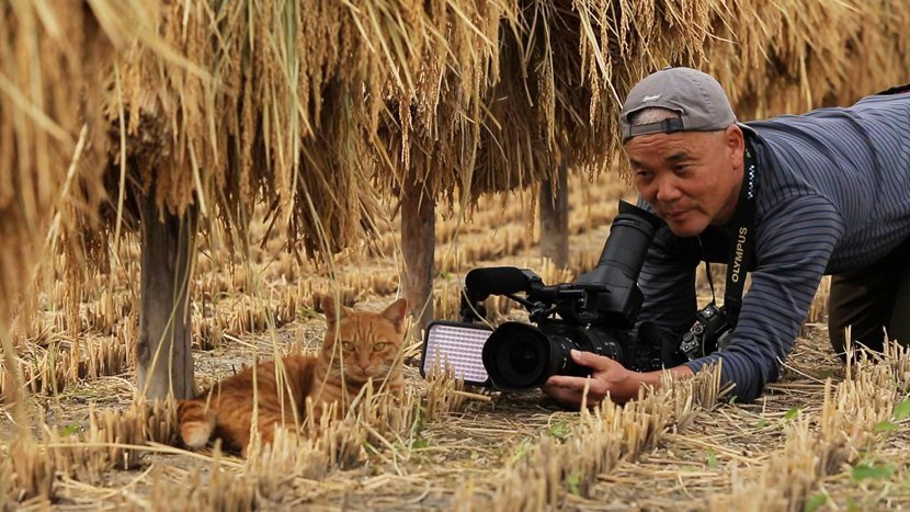 摄影师拍摄猫咪的10个小贴士